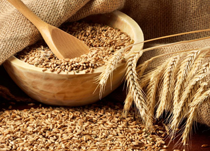Wheat